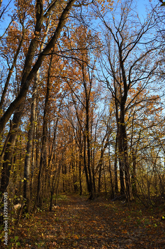 Forest of deciduous trees in the fall. Walking path with fallen leaves. Autumn scene.