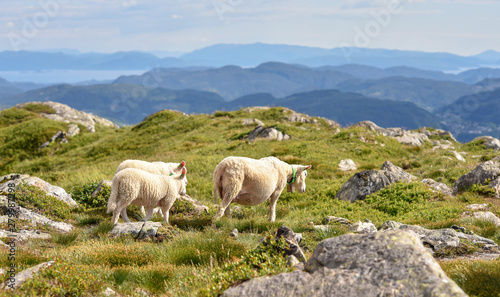 Sheeps grazing on the Ulriken mountain, Bergen city, Norway.