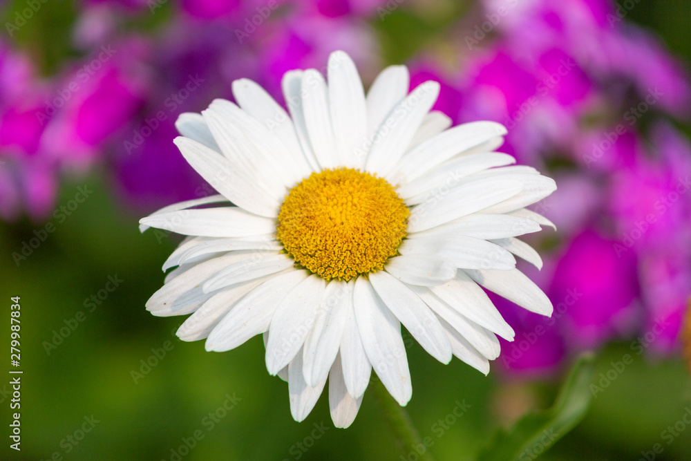 Fototapeta premium aster, background, beautiful, beauty, bed, bipinnatus, bloom, blooming, blossom, bokeh, botany, bright, calm, closeup, color, colorful, cosmos, cosmos flowers, countryside, decorative, environment, fi