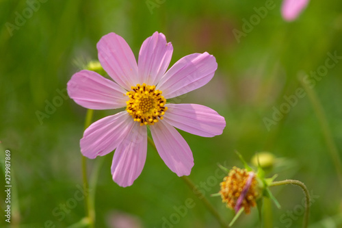 aster  background  beautiful  beauty  bed  bipinnatus  bloom  blooming  blossom  bokeh  botany  bright  calm  closeup  color  colorful  cosmos  cosmos flowers  countryside  decorative  environment  fi