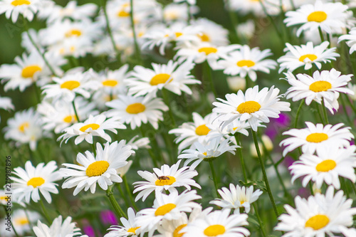 aster  background  beautiful  beauty  bed  bipinnatus  bloom  blooming  blossom  bokeh  botany  bright  calm  closeup  color  colorful  cosmos  cosmos flowers  countryside  decorative  environment  fi