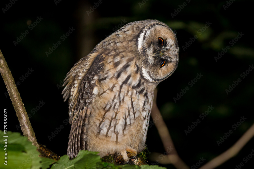 Young long-eared owl (Asio otus) wagging its head from curiosity. Kaluzhskiy region, Russia Young long-eared owl (Asio otus) wagging its head from curiosity. Kaluzhskiy region, Russia
