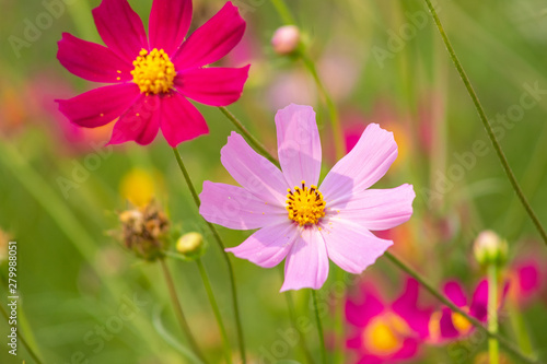 aster, background, beautiful, beauty, bed, bipinnatus, bloom, blooming, blossom, bokeh, botany, bright, calm, closeup, color, colorful, cosmos, cosmos flowers, countryside, decorative, environment, fi © Александр Иващин