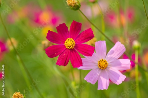 aster  background  beautiful  beauty  bed  bipinnatus  bloom  blooming  blossom  bokeh  botany  bright  calm  closeup  color  colorful  cosmos  cosmos flowers  countryside  decorative  environment  fi