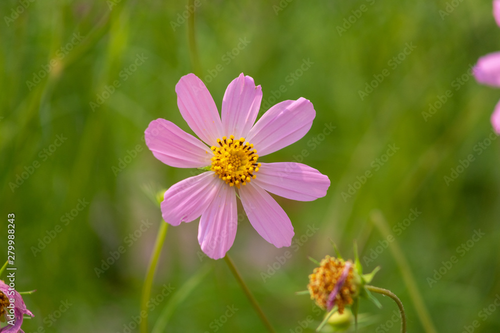 aster, background, beautiful, beauty, bed, bipinnatus, bloom, blooming, blossom, bokeh, botany, bright, calm, closeup, color, colorful, cosmos, cosmos flowers, countryside, decorative, environment, fi aster, background, beautiful, beauty, bed, bipinnatus, bloom, blooming, blossom, bokeh, botany, bright, calm, closeup, color, colorful, cosmos, cosmos flowers, countryside, decorative, environment, fi