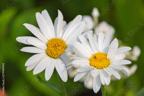 aster  background  beautiful  beauty  bed  bipinnatus  bloom  blooming  blossom  bokeh  botany  bright  calm  closeup  color  colorful  cosmos  cosmos flowers  countryside  decorative  environment  fi