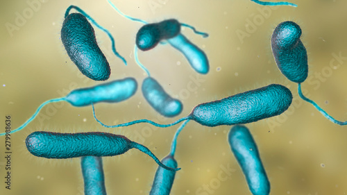 Bacterium Vibrio vulnificus, 3D illustration. The causative agent of serious seafood-related infections and infected wound after swimming in warm sea water photo