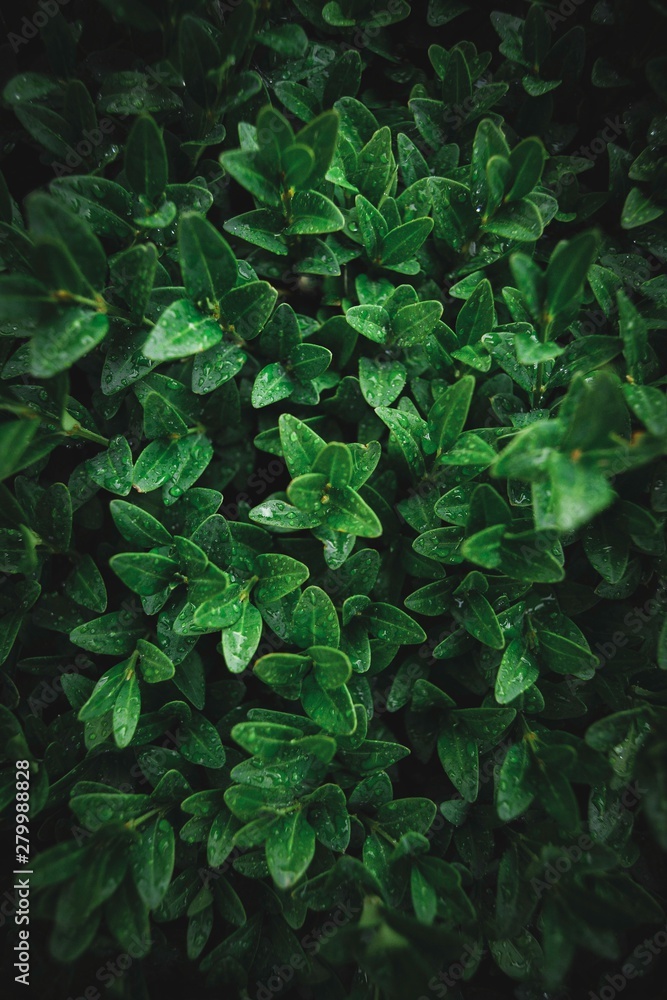 Wet green leaves Wet green leaves