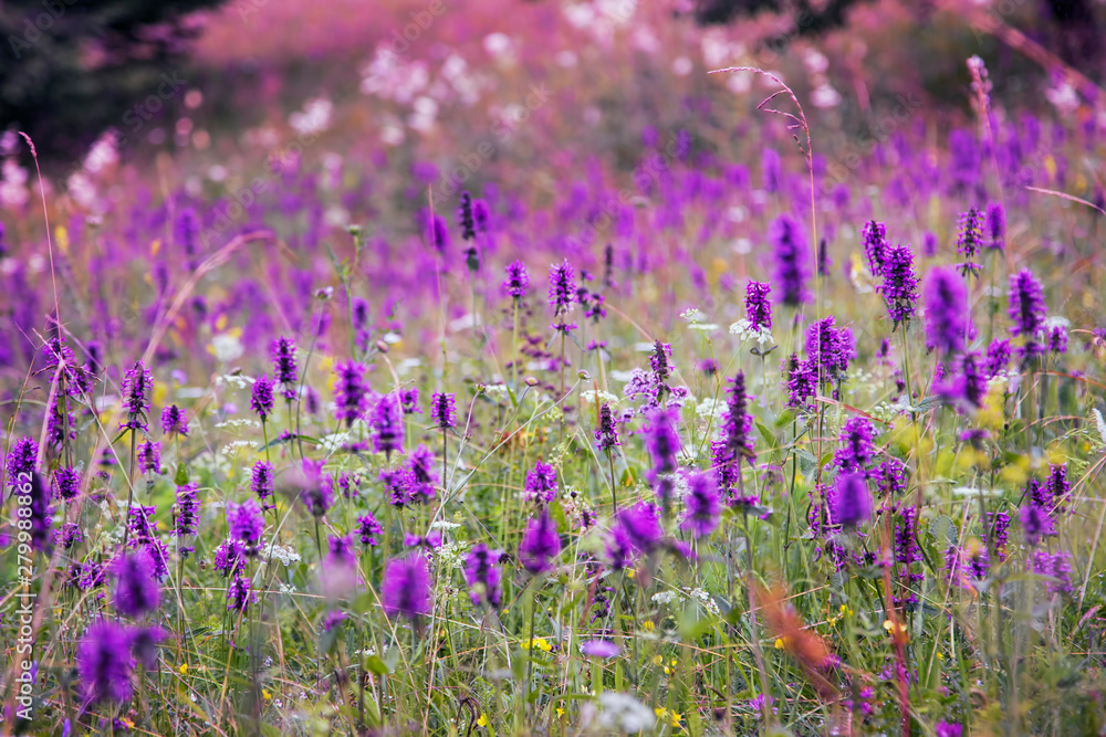 Beautiful meadow wild flowers landscape, purple flowers meadow , mountai nature vegetation, idyllic wild flowers field landscape