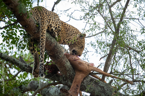 Leopard with an impala kill in a tree.