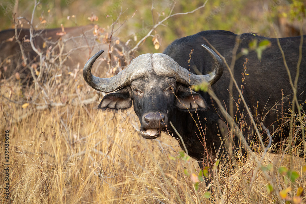 Obraz premium Buffalo herd grazing 