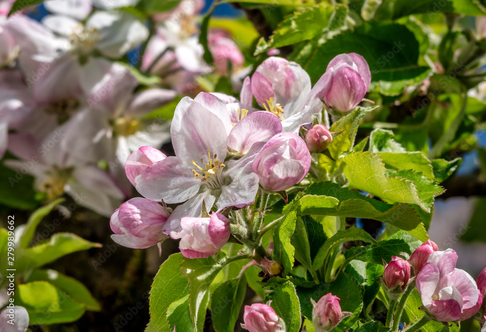 Apfelblüte, Blühender Apfelbaum (Malus domestica), Bayern, Deutschland, Europa