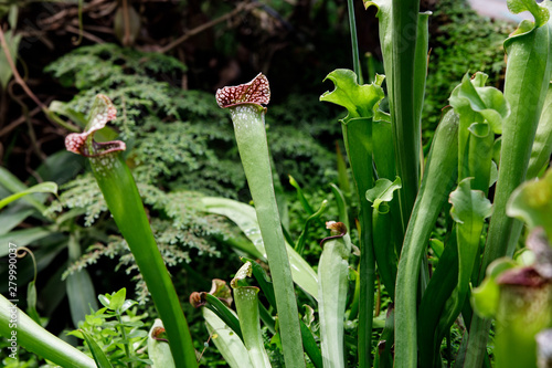 Sarracenia. Exotic flower. Carnivorous pitcher plants photo