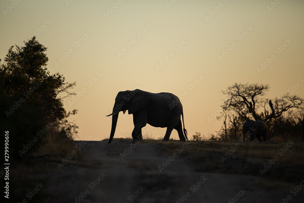 Obraz premium Silhouette of an Africa Elephant herd