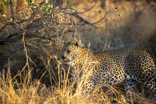 Two large male leopards having a stand off, one at the bottom of a tree and one at the top of the tree with a kill.