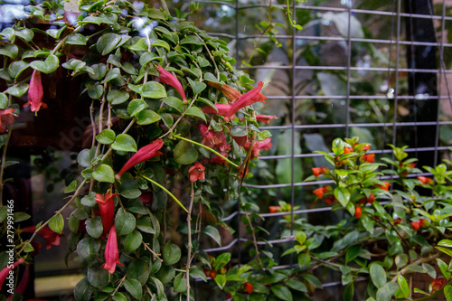 Tropical plants with bell shaped red flowers photo