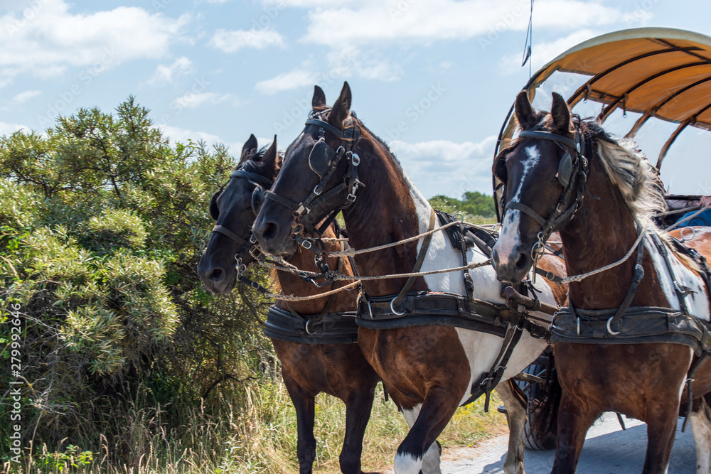 Three horses in a trot in front of a covered wagon with blinkers and waving manes in the wind. Terschelling, The Netherlands, Europe. Three horses in a trot in front of a covered wagon with blinkers and waving manes in the wind. Terschelling, The Netherlands, Europe.