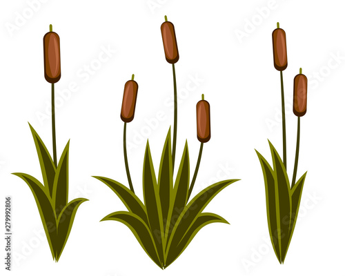 Vector image of the reeds of reeds, cattail, river grass