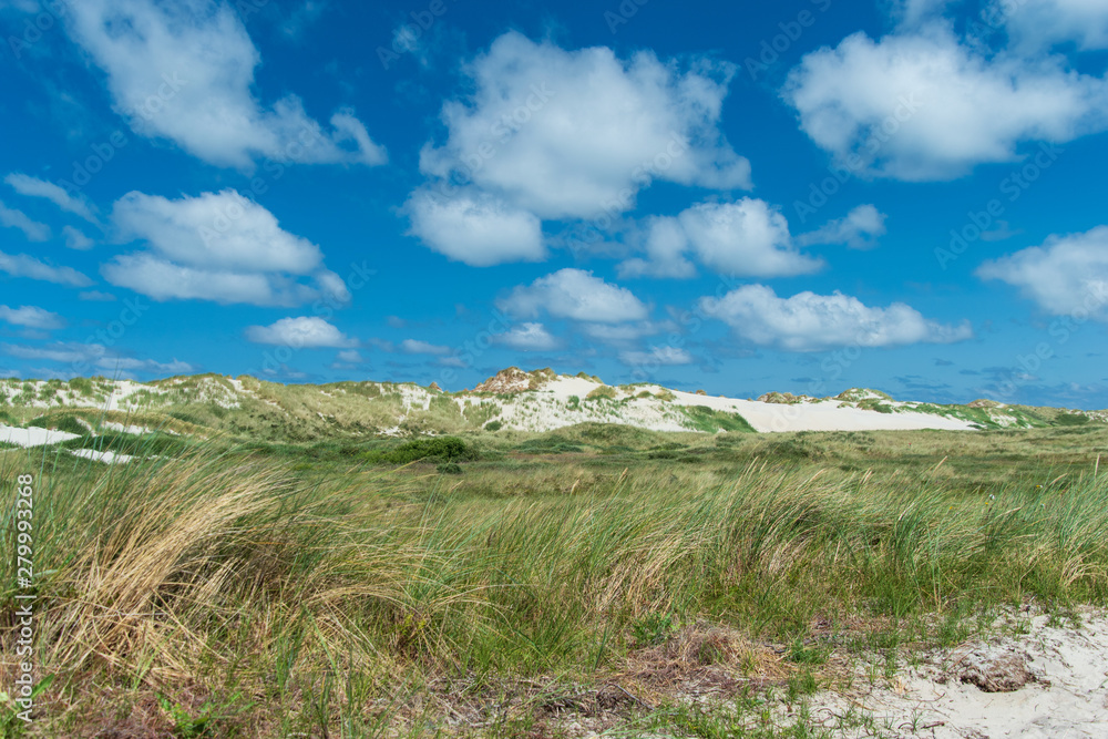 Dune landscape with waving marram grass and white sand dunes under a blue sky with cumulus clouds. Terschelling, The Netherlands, Europe.