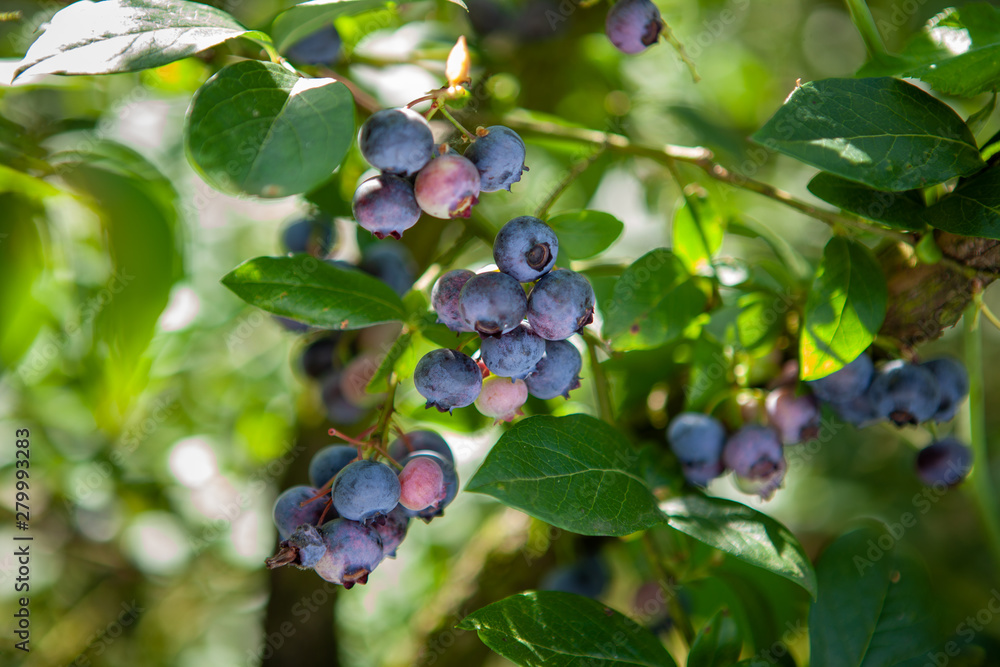 Fresh organic blueberrys on the bush. Fresh organic blueberrys on the bush.