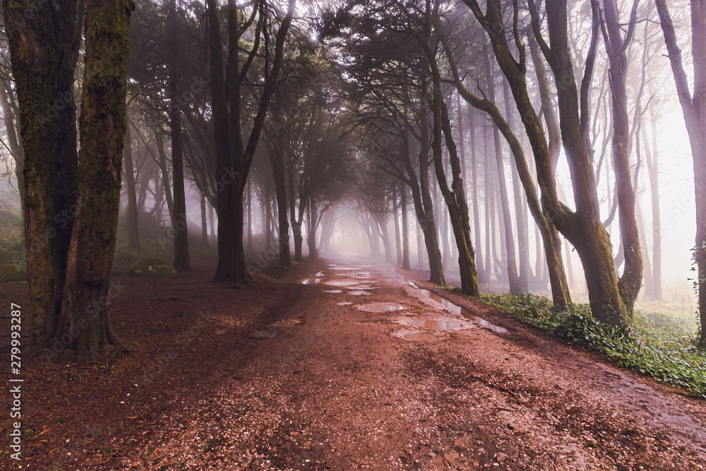 The mystical fog of the Sintra forest, Portugal The mystical fog of the Sintra forest, Portugal