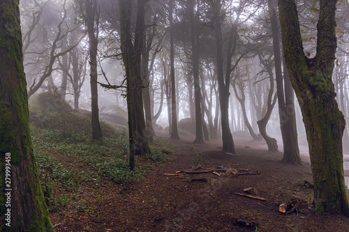 The mystical fog of the Sintra forest  Portugal