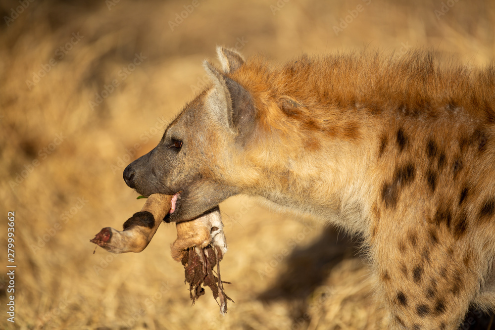Obraz premium Hyaena feeding on the scraps of an Impala that a leopard feeding in the tree above dropped