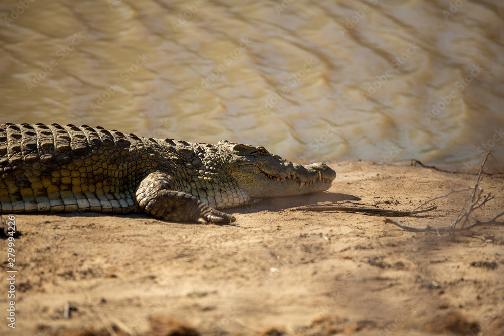 Naklejka premium Crocodile sunning herself on the banks of a watering hole.