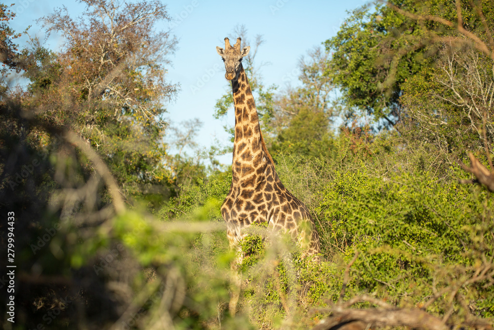 Fototapeta premium Giraffe in thick bush. 