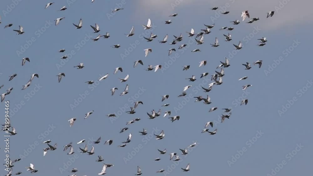 flock of speed racing pigeon flying over sky flock of speed racing pigeon flying over sky