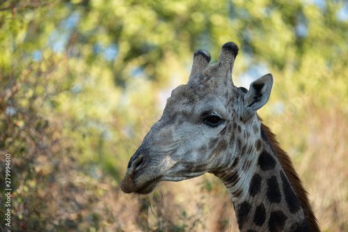 Photography Old giraffe bull