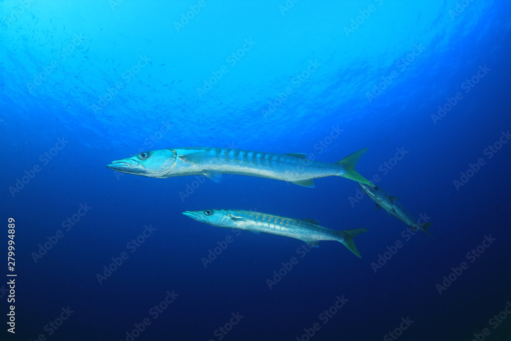 Fototapeta premium Barracuda fish underwater in ocean 