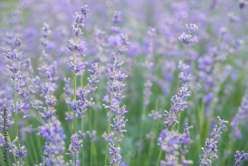 field of lavender flowers close up