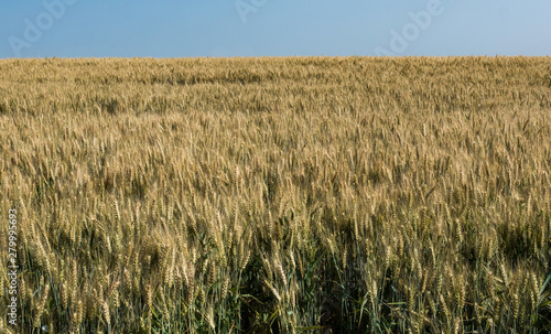 Wheat fields. Wheat ripens.