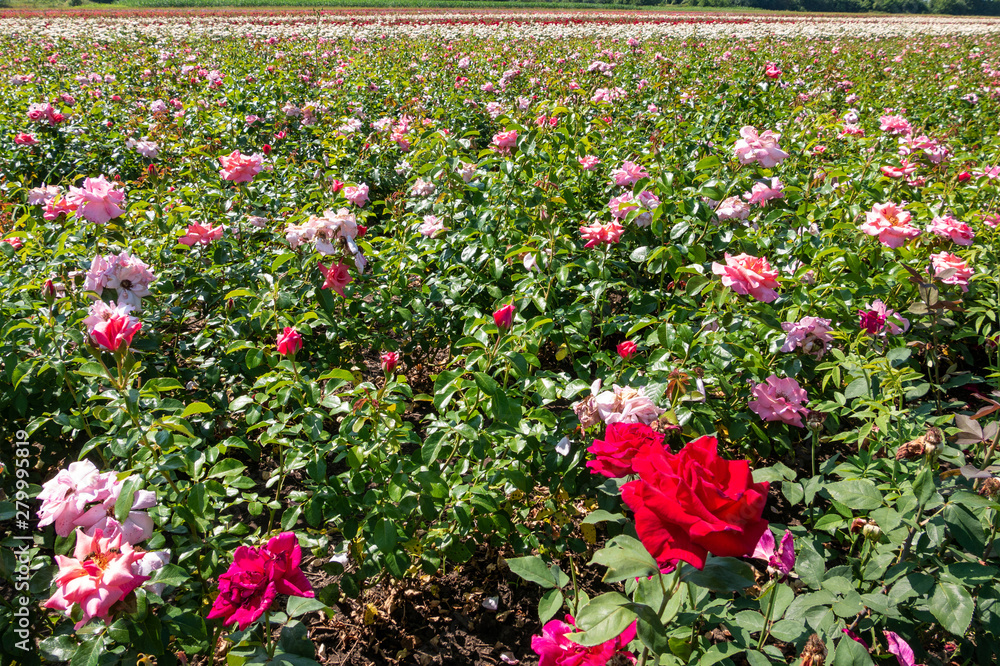 Breeding farm for roses. Breeding roses.