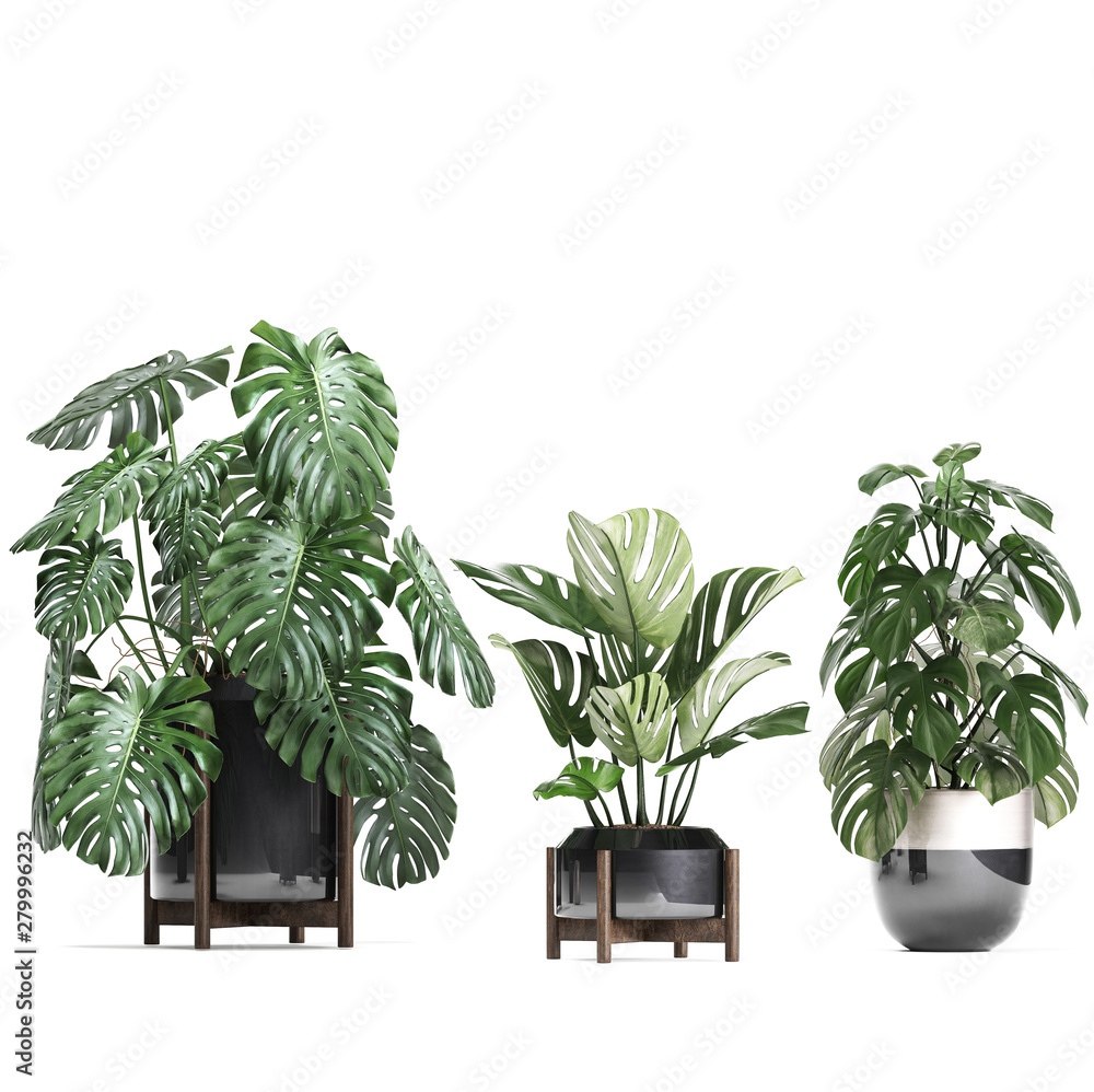 Monstera in a pot on a white background Monstera in a pot on a white background