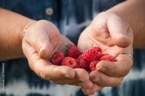 closeup of raspberries in hands of woman in a greenhouse