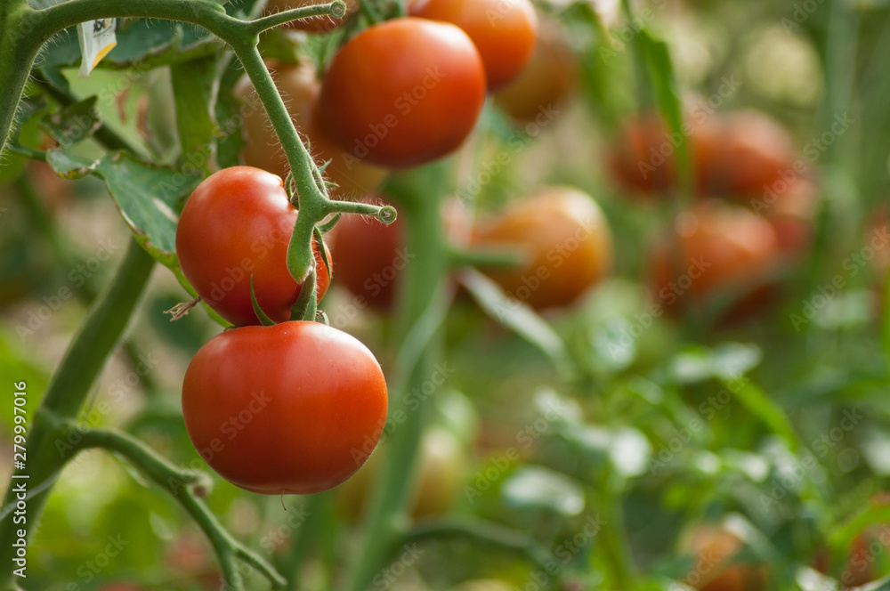 closeup of organic tomatoes in a vegetable garden