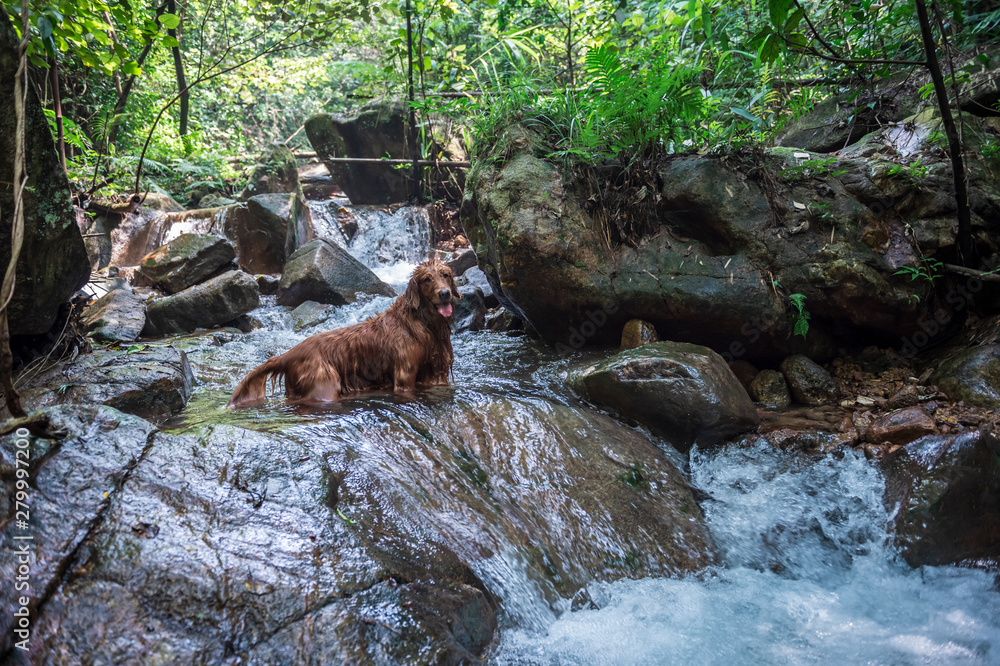 Golden Retriever playing in the creek Golden Retriever playing in the creek