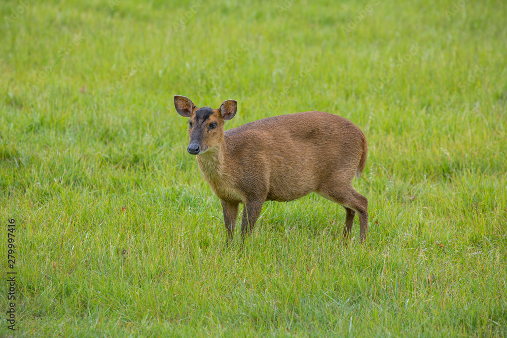 Kantjil, the smallest deer in the world Kantjil, the smallest deer in the world