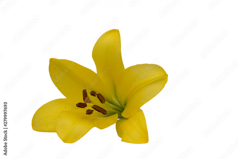 Yellow lily flower on a white background beautiful flower for designers. Isolated. Yellow lily flower on a white background beautiful flower for designers. Isolated.