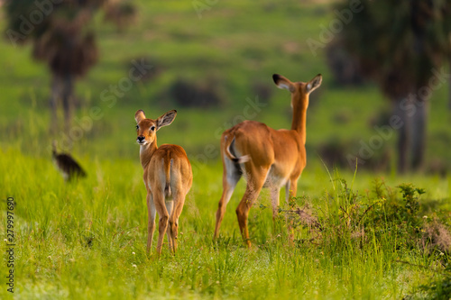 Two kob antelopes in the Murchison Falls National Park