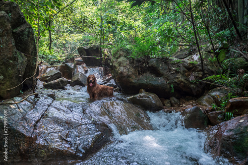 Golden Retriever playing in the creek photo