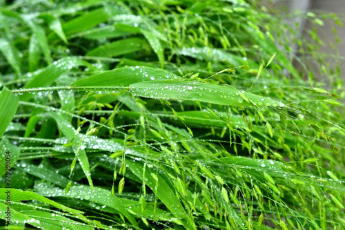  Selective focus. image. Close-up of fresh green foliage with water drops after rain - image