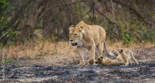 Lioness leading her playful cubs