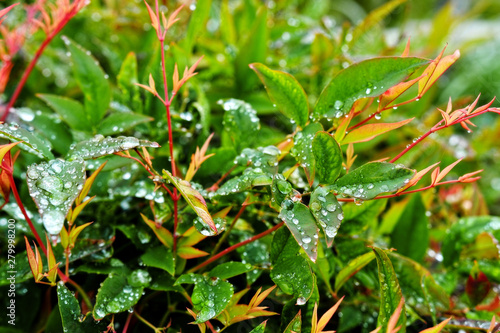  Selective focus. image. Close-up of fresh green foliage with water drops after rain - image