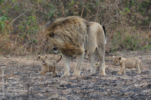 Lion walking with its young in windy conditions