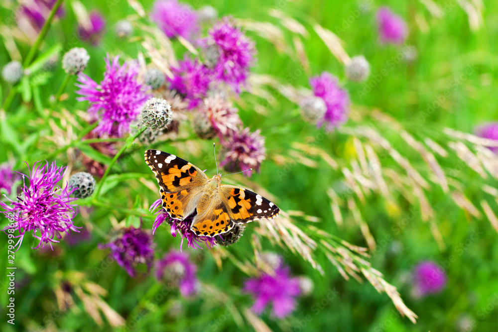 Obraz premium Painted lady butterfly on blooming purple thistle flowers close up top view, beautiful orange Vanessa cardui on blurred green grass summer field and violet blossom burdock background macro, copy space