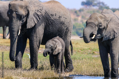 small group of elephants with young in Botswana