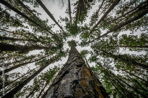 Pine Forest in Vagamon hills